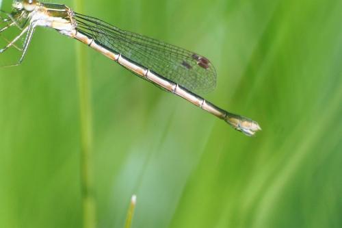 Lestes sponsa